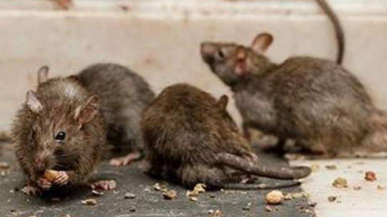RATAS