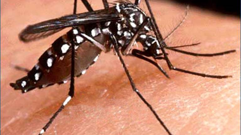 sancudo del dengue