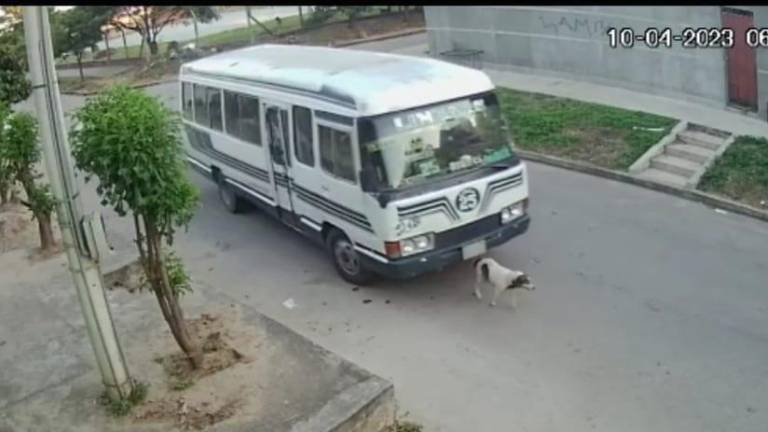 El momento en el que el perro es atropellado por un micro, en la ciudad de Santa Cruz. Ministerio de Gobierno