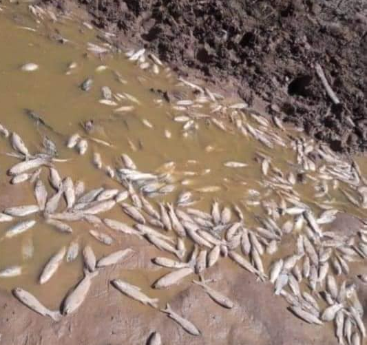 La seqía en el río Pilcomayo afectó a miles de peces.