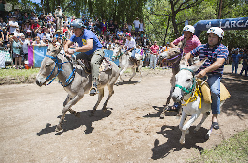 CARRERA DE BURROS