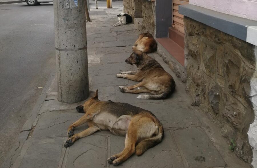 PERRO
