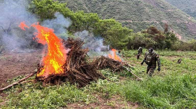 marihuana_incineracion_ed_va