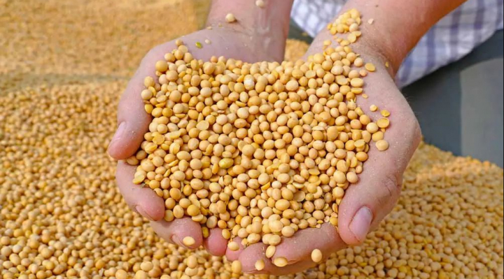 b_58586_gobierno-abroga-decreto-que-fijara-arancel-0-para-importacion-de-soya-1